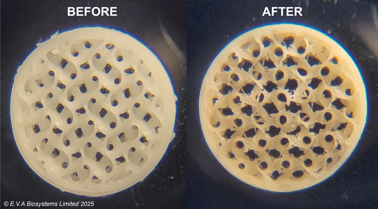 Prototype sample before (left) and after (right), with visible changes in the internal structure