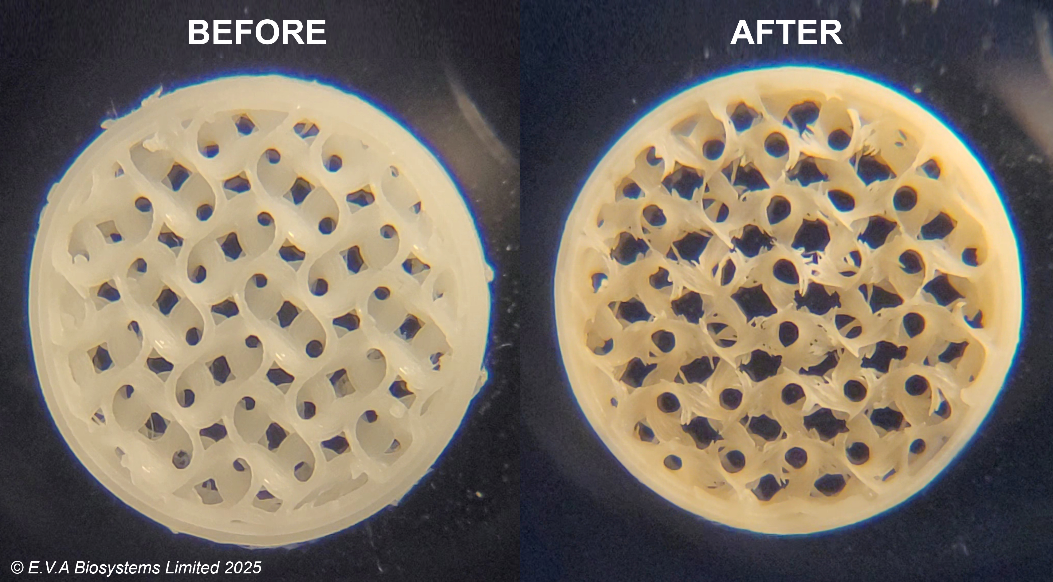 Biological degradation